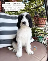 Breezy, a female Aussiedoodle and Goldendoodle for sale in Southwest Ranches, FL – 5 of 6
