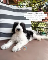 Breezy, a female Aussiedoodle and Goldendoodle for sale in Southwest Ranches, FL – 4 of 6