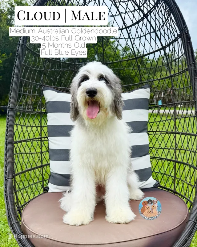 Cloud – Aussiedoodle, Goldendoodle puppy for sale in Southwest Ranches, FL