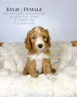 Kylie, a female Miniature Aussiedoodle and Miniature Goldendoodle for sale in Southwest Ranches, FL – Photo 3 of 8