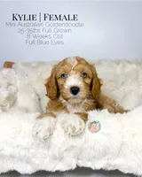 Kylie, a female Miniature Aussiedoodle and Miniature Goldendoodle for sale in Southwest Ranches, FL – Photo 1 of 8