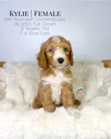 Kylie, a female Miniature Aussiedoodle and Miniature Goldendoodle for sale in Southwest Ranches, FL – Photo 4 of 8