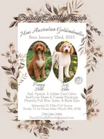 Kylie, a female Miniature Aussiedoodle and Miniature Goldendoodle for sale in Southwest Ranches, FL – Photo 8 of 8