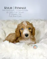 Kylie, a female Miniature Aussiedoodle and Miniature Goldendoodle for sale in Southwest Ranches, FL – Photo 7 of 8