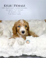 Kylie, a female Miniature Aussiedoodle and Miniature Goldendoodle for sale in Southwest Ranches, FL – Photo 6 of 8