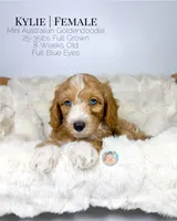 Kylie, a female Miniature Aussiedoodle and Miniature Goldendoodle for sale in Southwest Ranches, FL – Photo 5 of 8
