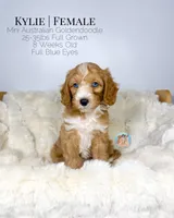 Kylie, a female Miniature Aussiedoodle and Miniature Goldendoodle for sale in Southwest Ranches, FL – Photo 2 of 8