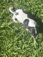 Chloe, a female Miniature Dachshund for sale in Saluda, SC – 4 of 4