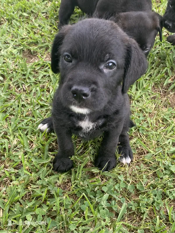 Diesel  – American Pit Bull Terrier, Miniature Goldendoodle puppy for sale in Saluda, SC