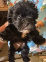 Scotty, a male Maltipoo for sale in Saluda, SC – 8 of 9