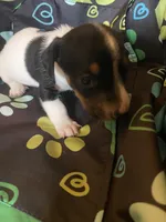 Marla, a female Miniature Dachshund for sale in Saluda, SC – 5 of 7
