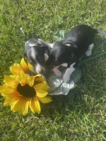 Mocha , a female Miniature Dachshund for sale in Saluda, SC – 7 of 8