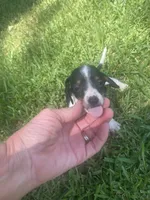 Lila , a female Miniature Dachshund for sale in Saluda, SC – 2 of 5