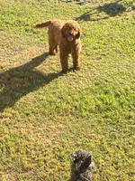 Milo , a male Miniature Goldendoodle for sale in Saluda, SC – 10 of 10