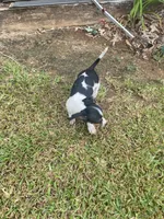 Lila , a female Miniature Dachshund for sale in Saluda, SC – 7 of 9