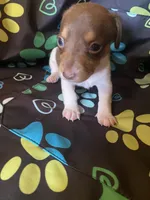 Coco, a male Miniature Dachshund for sale in Saluda, SC – 4 of 6
