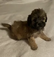 Poppy, a female Shihpoo for sale in Saluda, SC – 6 of 7