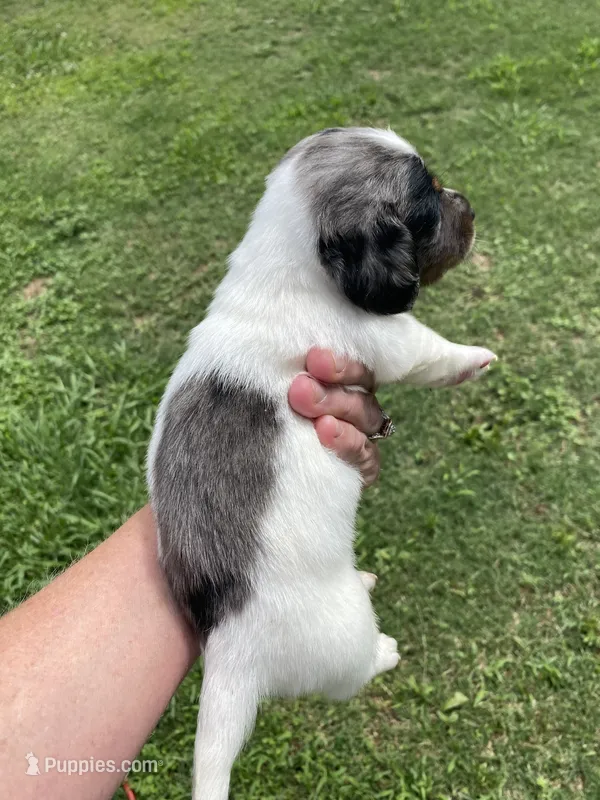 Diesel  – Miniature Dachshund puppy for sale in Saluda, SC