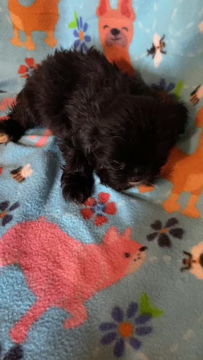 Scotty, a male Maltipoo for sale in Saluda, SC – 9 of 9