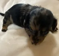 Dolly, a female Miniature Dachshund for sale in Saluda, SC – 5 of 9