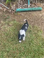 Lila , a female Miniature Dachshund for sale in Saluda, SC – 6 of 9