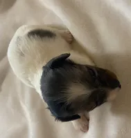 Daisy, a female Miniature Dachshund for sale in Saluda, SC – 5 of 9