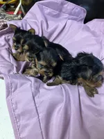 CKC yorkies, a male Yorkshire Terrier for sale in Saluda, SC – Photo 2 of 3
