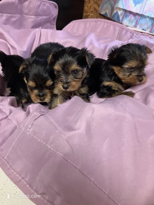 CKC yorkies