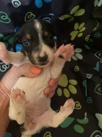 Marla, a female Miniature Dachshund for sale in Saluda, SC – 6 of 7