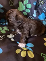 Cocoa, a male Shih Tzu for sale in Saluda, SC – 3 of 8