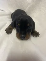 Champ, a male Miniature Dachshund for sale in Saluda, SC – Photo 1 of 5