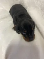 Champ, a male Miniature Dachshund for sale in Saluda, SC – Photo 4 of 5