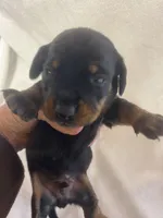 Champ, a male Miniature Dachshund for sale in Saluda, SC – Photo 3 of 5