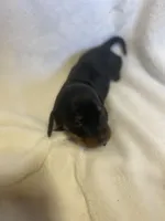 Champ, a male Miniature Dachshund for sale in Saluda, SC – Photo 2 of 5