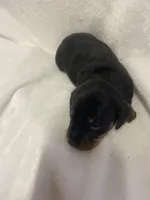 Champ, a male Miniature Dachshund for sale in Saluda, SC – Photo 5 of 5