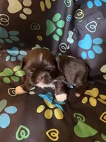 Cocoa, a male Shih Tzu for sale in Saluda, SC – 2 of 8