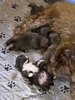 Cocoa, a male Shih Tzu for sale in Saluda, SC – 7 of 8