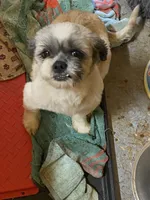 Karla, a female Shihpoo for sale in Saluda, SC – 6 of 7