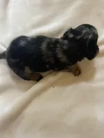 Dolly, a female Miniature Dachshund for sale in Saluda, SC – 6 of 9