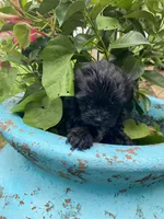 Kerri, a female Shihpoo for sale in Saluda, SC – 4 of 7