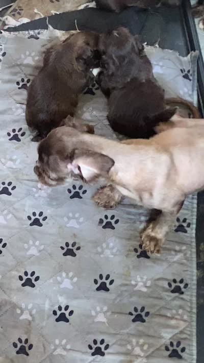 Cocoa, a male Shih Tzu for sale in Saluda, SC – 8 of 8
