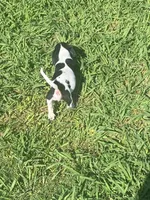 Chloe, a female Miniature Dachshund for sale in Saluda, SC – 3 of 4