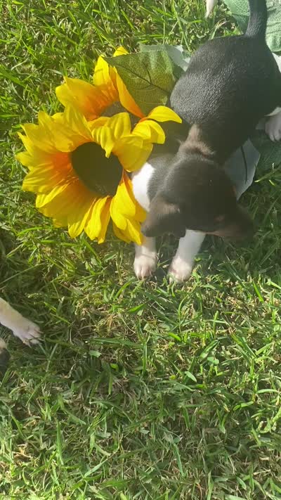 Mocha , a female Miniature Dachshund for sale in Saluda, SC – 8 of 8