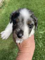 Diesel , a male Miniature Dachshund for sale in Saluda, SC – 3 of 9