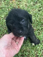Lenex, a male American Pit Bull Terrier and Miniature Goldendoodle for sale in Saluda, SC – 2 of 5