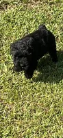 Lillie, a female Giant Schnauzer for sale in Saluda, SC – 3 of 3