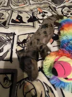 Lizzy, a female Miniature Dachshund for sale in Saluda, SC – Photo 5 of 7