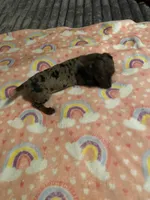 Lizzy, a female Miniature Dachshund for sale in Saluda, SC – Photo 4 of 7