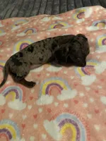 Lizzy, a female Miniature Dachshund for sale in Saluda, SC – Photo 2 of 7