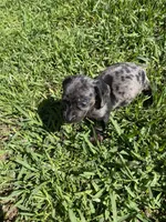 Lizzy, a female Miniature Dachshund for sale in Saluda, SC – Photo 7 of 7